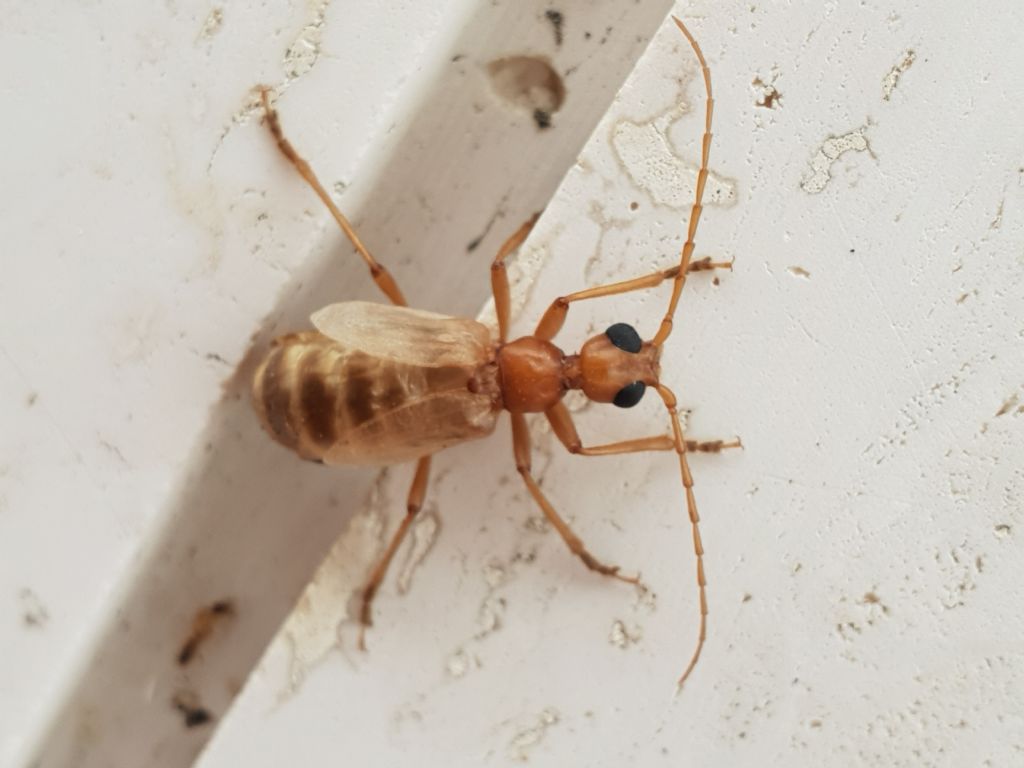 Vesperidae?  S, Vesperus luridus